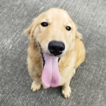 ゴールデンレトリバー【三重県・女の子・2025年1月26日・ゴールド】の写真「総額表示💰可愛い女の子♡」