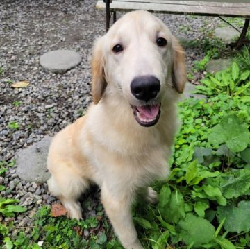 ゴールデンレトリバー【三重県・男の子・2025年4月9日・ゴールド】の写真「お父さんJKCチャンピオン!狂犬病ワクチン済♬」