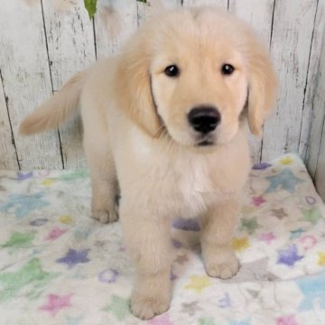 ゴールデンレトリバー【三重県・女の子・2025年9月25日・ゴールド】の写真「総額表示💰父JKCチャンピオン✨可愛い女の子♡」