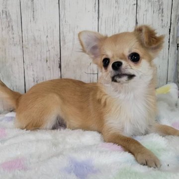 チワワ(ロング)【三重県・男の子・2025年5月1日・レッド&ホワイト】の写真「★血統書有❣　安心の総額表示!　狂犬病注射済‼」