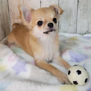 チワワ(ロング)【三重県・男の子・2025年5月1日・レッド&ホワイト】の写真「★血統書有❣　安心の総額表示!　狂犬病注射済‼」