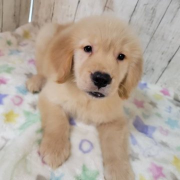 ゴールデンレトリバー【三重県・男の子・2025年9月26日・ゴールド】の写真「総額表示💰お父さんJKCチャンピオン✨」