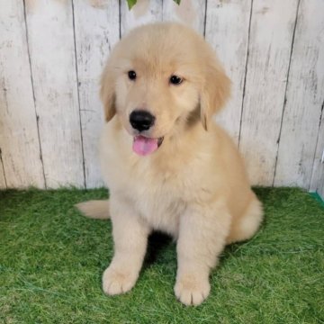 ゴールデンレトリバー【三重県・女の子・2025年8月27日・ゴールド】の写真「総額表示💰父JKCチャンピオン✨可愛い女の子♡」