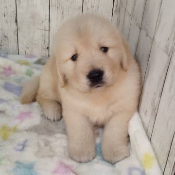 ゴールデンレトリバー【三重県・男の子・2025年11月4日・ゴールド】の写真「お父さんJKCチャンピオン✨可愛い男の子♡」