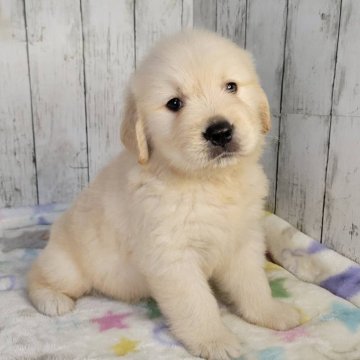 ゴールデンレトリバー【三重県・男の子・2025年8月17日・ゴールド】の写真「総額表示💰可愛い男の子♡」