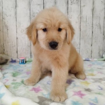 ゴールデンレトリバー【三重県・女の子・2025年9月25日・ゴールド】の写真「総額表示💰父JKCチャンピオン✨可愛い女の子♡」