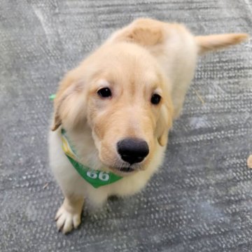 ゴールデンレトリバー【三重県・男の子・2025年7月19日・ゴールド】の写真「総額表示💰可愛い男の子♡」