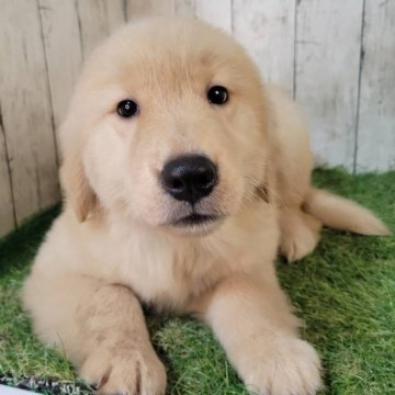 ゴールデンレトリバー【三重県・女の子・2025年8月27日・ゴールド】の写真「総額表示💰父JKCチャンピオン✨可愛い女の子♡」