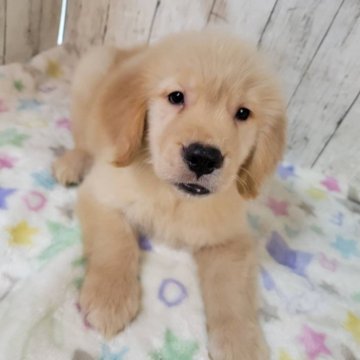 ゴールデンレトリバー【三重県・男の子・2025年9月26日・ゴールド】の写真「総額表示💰お父さんJKCチャンピオン✨」