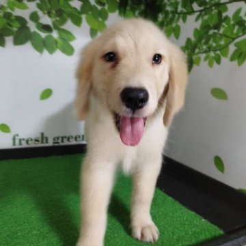 ゴールデンレトリバー【三重県・男の子・2025年7月2日・ゴールド】の写真「総額表示💰可愛い男の子♡」
