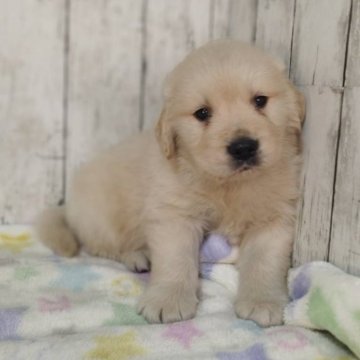 ゴールデンレトリバー【三重県・男の子・2025年11月4日・ゴールド】の写真「お父さんJKCチャンピオン✨可愛い男の子♡」