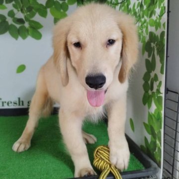 ゴールデンレトリバー【三重県・男の子・2025年7月2日・ゴールド】の写真「可愛い男の子♡」