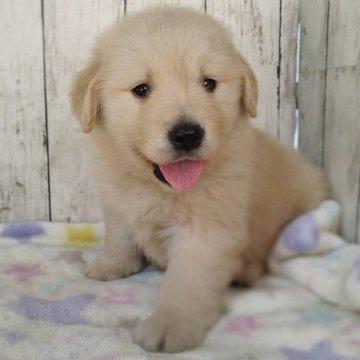 ゴールデンレトリバー【三重県・女の子・2025年11月4日・ゴールド】の写真「お父さんJKCチャンピオン✨可愛い女の子♡」