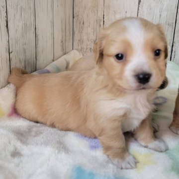 チワックス(チワワ×ダックスフンド)【三重県・男の子・2025年10月5日・オレンジ&ホワイト】の写真「兄弟では一番大いヤンチャ坊主です」