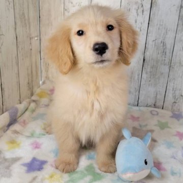 ゴールデンレトリバー【三重県・女の子・2025年9月26日・ゴールド】の写真「お父さんJKCチャンピオン✨可愛い女の子♡」