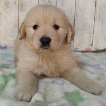 ゴールデンレトリバー【三重県・男の子・2025年11月3日・ゴールド】の写真「お父さんJKCチャンピオン✨可愛い男の子♡」