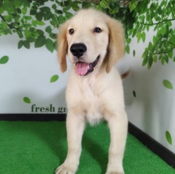 ゴールデンレトリバー【三重県・男の子・2025年7月2日・ゴールド】の写真「可愛い男の子♡」