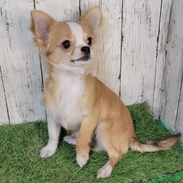 チワワ(ロング)【三重県・男の子・2025年5月1日・レッド&ホワイト】の写真「血統書有‼総額表示‼狂犬病注射済！お散歩できます！」