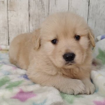 ゴールデンレトリバー【三重県・女の子・2025年11月3日・ゴールド】の写真「お父さんJKCチャンピオン✨可愛い男の子♡」