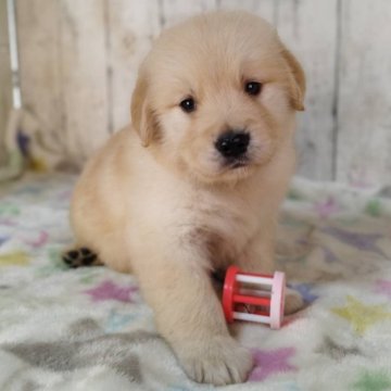 ゴールデンレトリバー【三重県・女の子・2025年11月4日・ゴールド】の写真「お父さんJKCチャンピオン✨可愛い女の子♡」