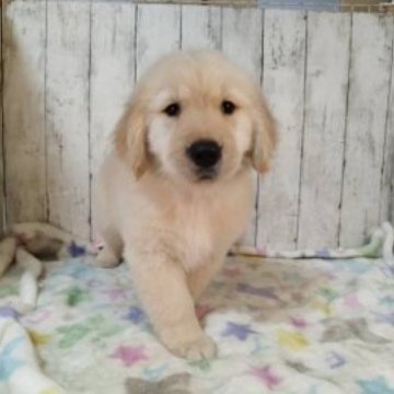 ゴールデンレトリバー【三重県・女の子・2025年9月25日・ゴールド】の写真「総額表示💰父JKCチャンピオン✨可愛い女の子♡」