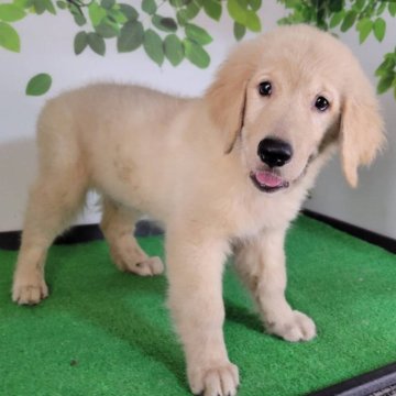 ゴールデンレトリバー【三重県・女の子・2025年7月19日・ゴールド】の写真「総額表示💰可愛い女の子♡」