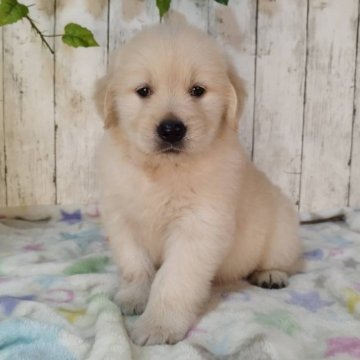 ゴールデンレトリバー【三重県・男の子・2025年11月3日・ゴールド】の写真「お父さんJKCチャンピオン✨可愛い男の子♡」