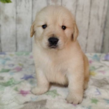 ゴールデンレトリバー【三重県・男の子・2025年11月4日・ゴールド】の写真「お父さんJKCチャンピオン✨可愛い男の子♡」