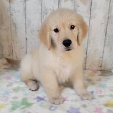 ゴールデンレトリバー【三重県・女の子・2025年8月17日・ゴールド】の写真「総額表示💰可愛い女の子♡」