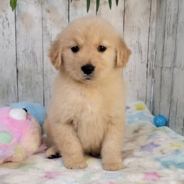 ゴールデンレトリバー【三重県・女の子・2025年10月24日・ゴールド】の写真「お父さん JKCチャンピオン直子良血」