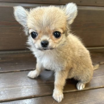 チワワ(ロング)【三重県・男の子・2025年5月1日・レッド&ホワイト】の写真「めちゃ美形血統書有🌟安心の総額表示」