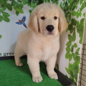 ゴールデンレトリバー【三重県・女の子・2025年9月7日・ゴールド】の写真「父JKCチャンピオン骨格のがっちりした可愛い女の子」