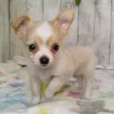チワワ(ロング)