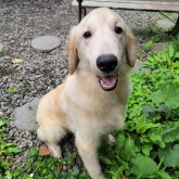 ゴールデンレトリバー