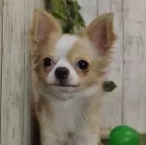 チワワ(ロング)