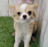 チワワ(ロング)