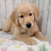 ゴールデンレトリバー
