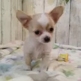 チワワ(ロング)