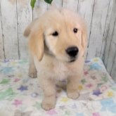 ゴールデンレトリバー