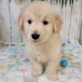 ゴールデンレトリバー