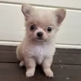 チワワ(ロング)【三重県・女の子・2025年5月1日・ホワイト】の写真1