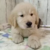 ゴールデンレトリバー【三重県・男の子・2025年8月17日・ゴールド】の写真1
