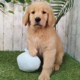 ゴールデンレトリバー