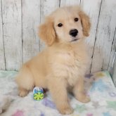 ゴールデンレトリバー