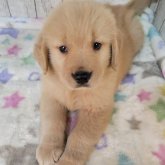 ゴールデンレトリバー