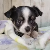 チワワ(ロング)