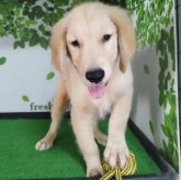 ゴールデンレトリバー