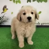 ゴールデンレトリバー【三重県・女の子・2024年11月17日・ゴールド】の写真1