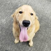 ゴールデンレトリバー