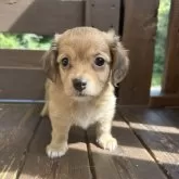 チワックス(チワワ×ダックスフンド)【三重県・男の子・2025年7月12日・レッド】の写真1「まだヨチヨチ歩き♡」